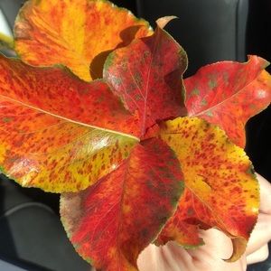 Meet your Posher, Sophie